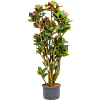 Croton (Codiaeum) variegatum 'Petra'