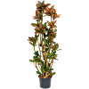 Croton (Codiaeum) variegatum 'Petra'