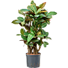 Croton (Codiaeum) variegatum 'Petra'