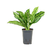 Dieffenbachia 'Crocodile'