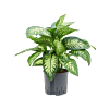 Dieffenbachia seguine 'Reeva'