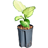 Dieffenbachia 'Tropic Marianne'
