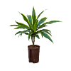 Dracaena fragrans 'Arturo'