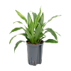 Dracaena fragrans 'Arturo'