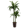 Dracaena fragrans 'Arturo'