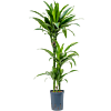 Dracaena fragrans 'Arturo'
