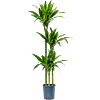 Dracaena fragrans 'Arturo'
