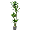 Dracaena fragrans 'Arturo'