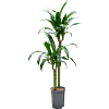 Dracaena deremensis 'Black Beauty'