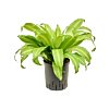 Dracaena deremensis 'Bronze'