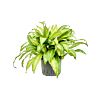 Dracaena deremensis 'Bronze'