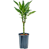 Dracaena fragrans 'Burundii'