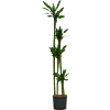 Dracaena fragrans 'Burundii'