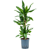 Dracaena fragrans 'Burundii'