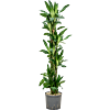 Dracaena fragrans 'Burundii'