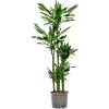 Dracaena fragrans 'Burundii'