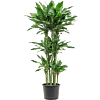 Dracaena fragrans 'Burundii'