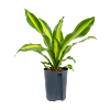 Dracaena fragrans 'Burley'