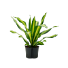 Dracaena fragrans 'Burley'