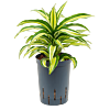 Dracaena fragrans 'Malaika'