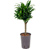 Dracaena fragrans 'Compacta'