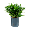 Dracaena fragrans 'Compacta'