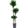 Dracaena fragrans 'Compacta'
