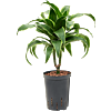 Dracaena fragrans 'Dorado'
