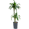 Dracaena fragrans 'Dorado'