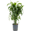 Dracaena fragrans 'Dorado'