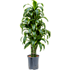 Dracaena fragrans 'Dorado'
