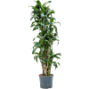Dracaena fragrans 'Dorado'