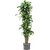Dracaena fragrans 'Dorado'