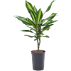 Dracaena fragrans 'Cintho'
