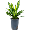 Dracaena fragrans 'Cintho'