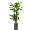 Dracaena fragrans 'Cintho'