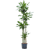 Dracaena fragrans 'Cintho