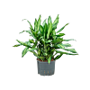 Dracaena fragrans 'Cintho'