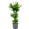 Dracaena fragrans 'Cintho