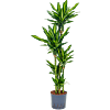 Dracaena fragrans 'Cintho