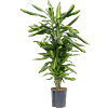Dracaena fragrans 'Cintho