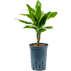 Dracaena fragrans 'Golden Coast'