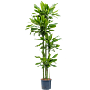 Dracaena fragrans 'Golden Coast'