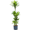 Dracaena fragrans 'Golden Coast'