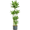 Dracaena fragrans 'Golden Coast'
