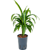Dracaena fragrans 'Hawaiian Sunshine'