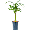 Dracaena fragrans 'Hawaiian Sunshine'