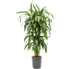 Dracaena fragrans 'Hawaiian Sunshine'
