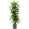 Dracaena fragrans 'Hawaiian Sunshine'