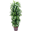 Dracaena fragrans 'Hawaiian Sunshine'